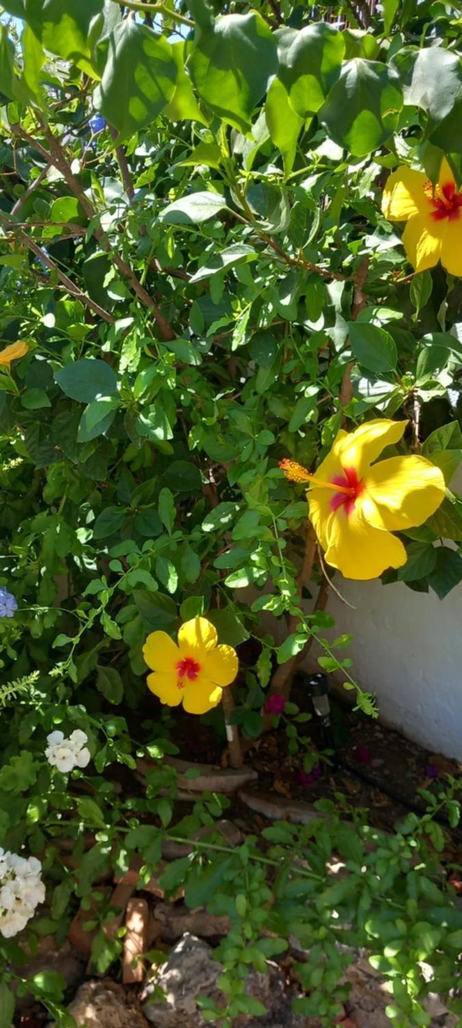 La Posada De La Muela Algodonales Εξωτερικό φωτογραφία